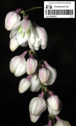 LE 01093017