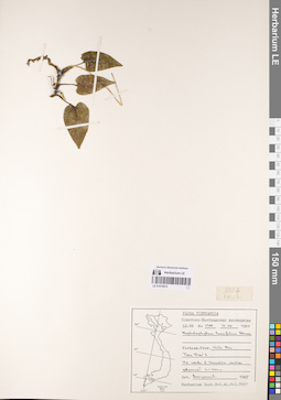 LE 01074015