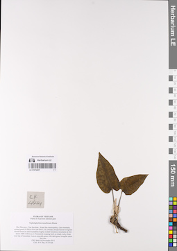 LE 01074037