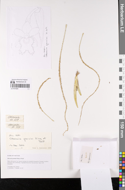 LE 01074204