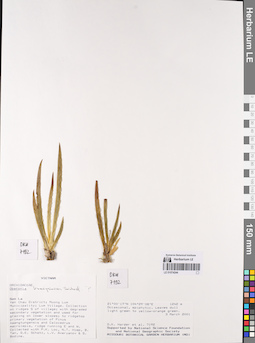 LE 01074244