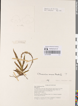 LE 01074296