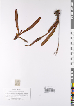 LE 01074706