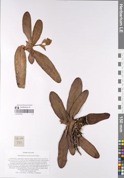 LE 01074741