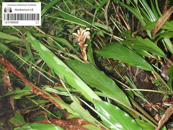 LE 01093026