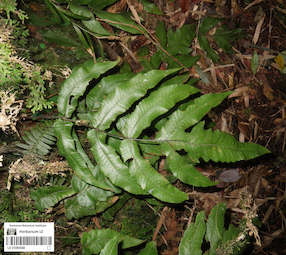 LE 01093048