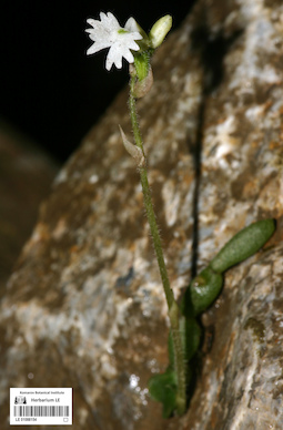 LE 01088154