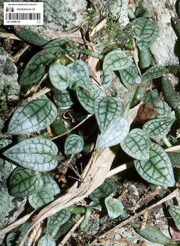 LE 01088156
