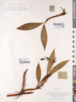 LE 01075135