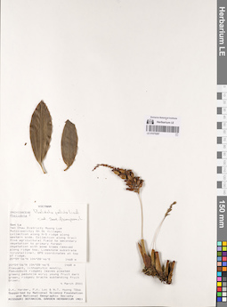 LE 01075297