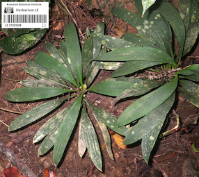 LE 01093088