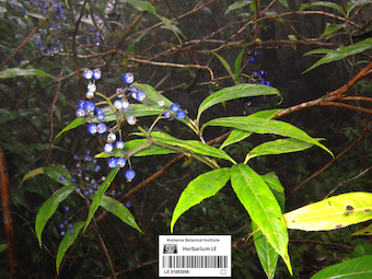 LE 01093096