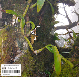 LE 01093105