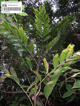 LE 01093103