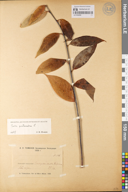 LE 01064096