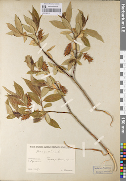 LE 01080115