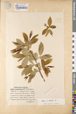 LE 01080154