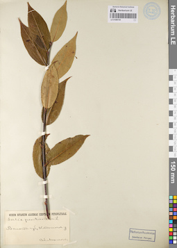 LE 01080155