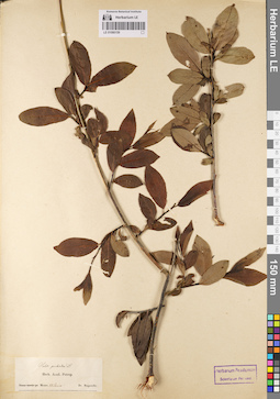 LE 01080159