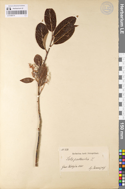 LE 01080174