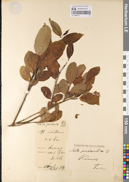 LE 01080176