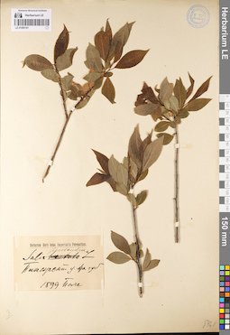 LE 01080181