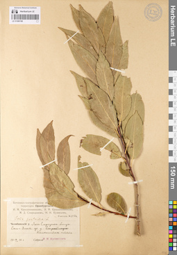 LE 01080198