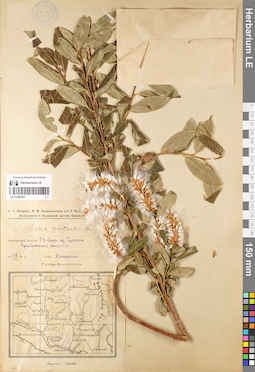 LE 01080207