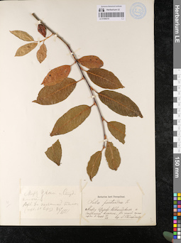 LE 01080218