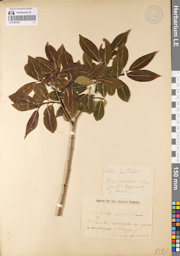 LE 01080236