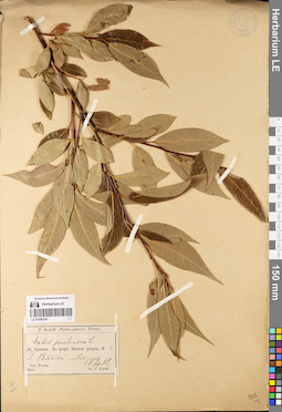 LE 01080245