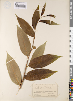LE 01080247
