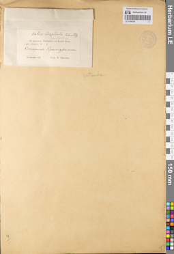 LE 01080260