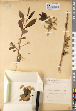 LE 01080262