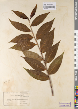 LE 01080264