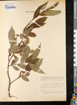 LE 01080277