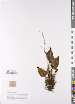 LE 01049018