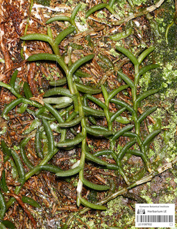 LE 01087932