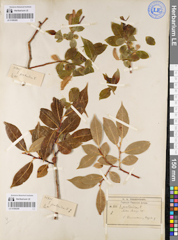 LE 01080285