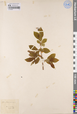 LE 01080297