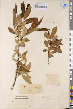 LE 01080299