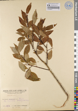 LE 01080310