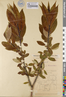 LE 01080314