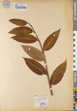 LE 01080317