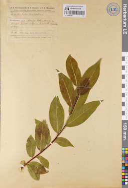 LE 01080323