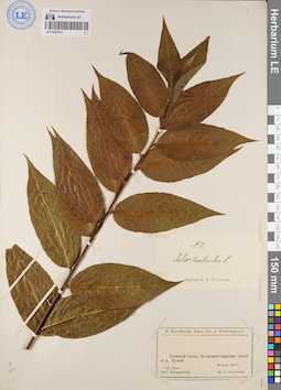 LE 01080331