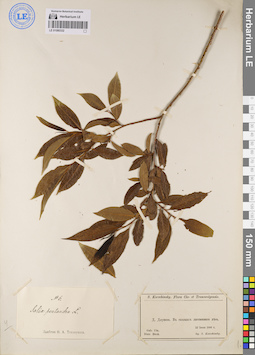 LE 01080332