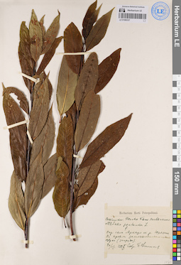 LE 01080337