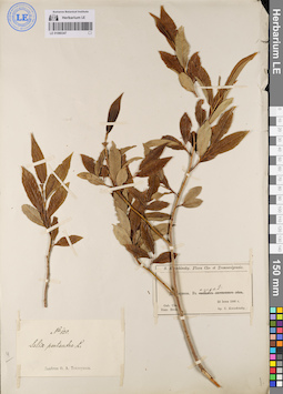 LE 01080347