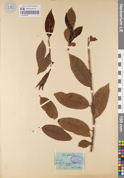 LE 01080450